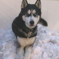 Long Island Veterinary Specialists ico