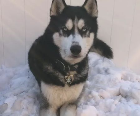 Long Island Veterinary Specialists