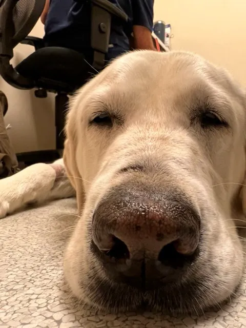 The Caring Vet Picture 2