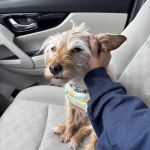 The Caring Vet