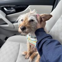 The Caring Vet ico