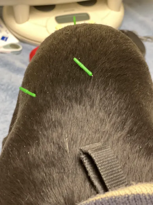The Caring Vet Picture 6