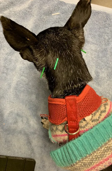 The Caring Vet Picture 3