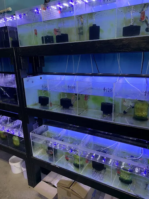 Rays Tank (Exotic Freshwater Fish Store) Picture 9