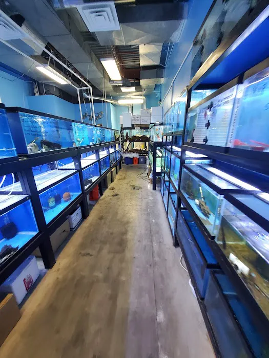 Rays Tank (Exotic Freshwater Fish Store) Picture 7