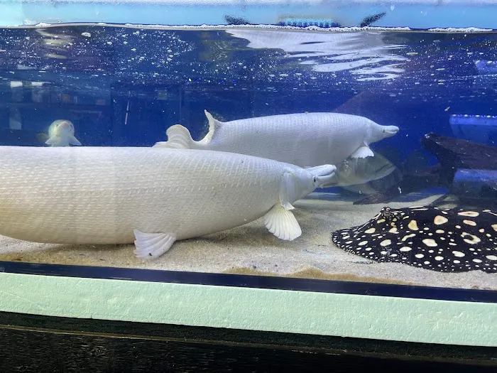Rays Tank (Exotic Freshwater Fish Store) Picture 10