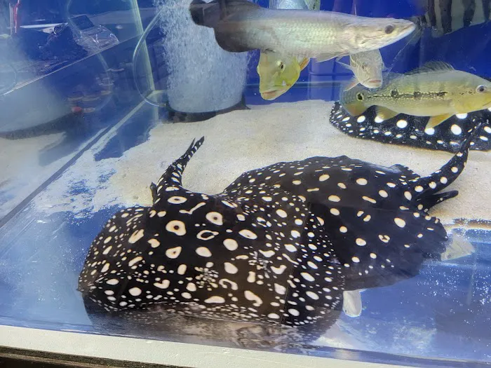 Rays Tank (Exotic Freshwater Fish Store) Picture 5