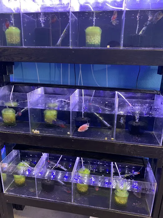 Rays Tank (Exotic Freshwater Fish Store) Picture 2