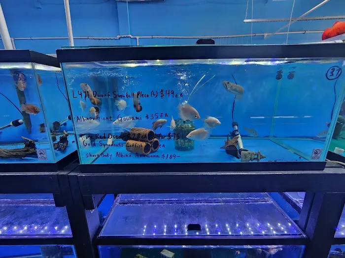 Rays Tank (Exotic Freshwater Fish Store) Picture 8