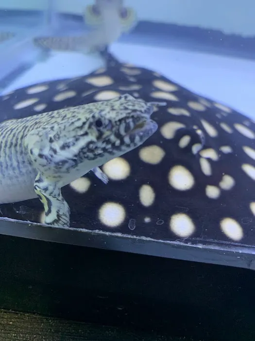 Rays Tank (Exotic Freshwater Fish Store) Picture 3