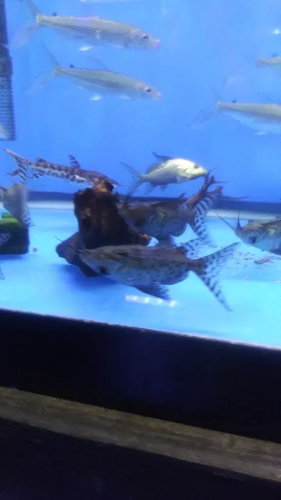 Rays Tank (Exotic Freshwater Fish Store) Picture 6
