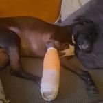 Plainview Animal Hospital