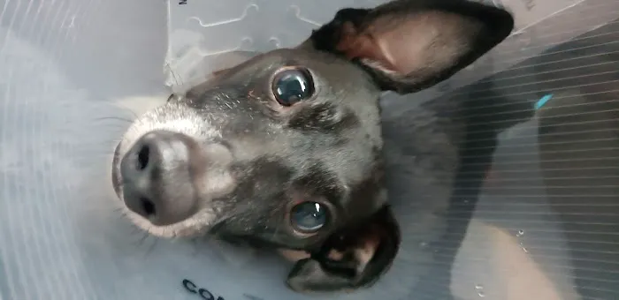 Plainview Animal Hospital Picture 3