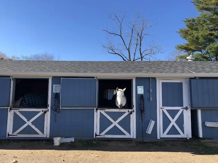 helpful horse Picture 5