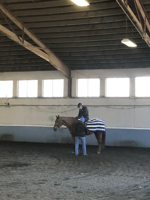 helpful horse Picture 2