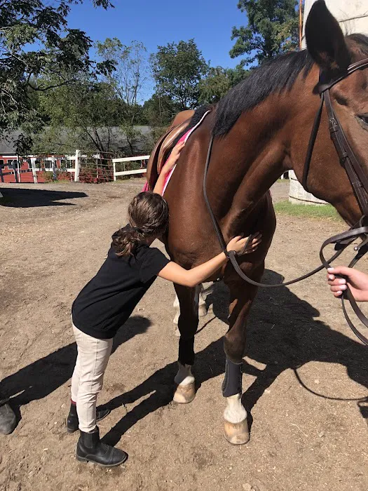 helpful horse Picture 4