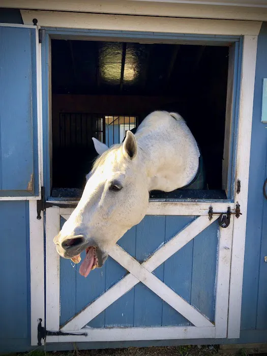 helpful horse Picture 1