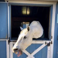 helpful horse ico