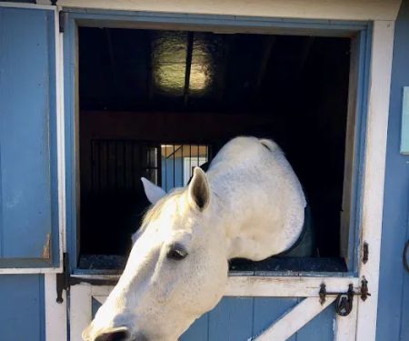 helpful horse