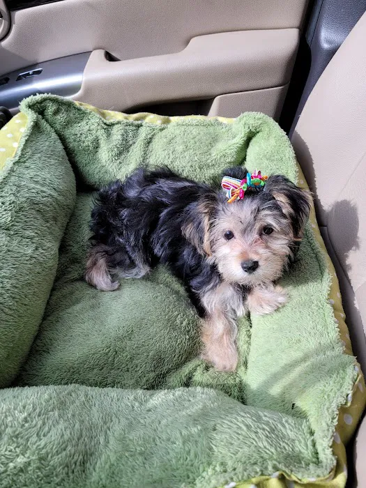 Perfect Pets Picture 2