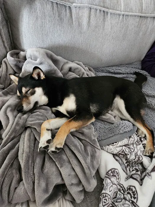 Perfect Pets Picture 3