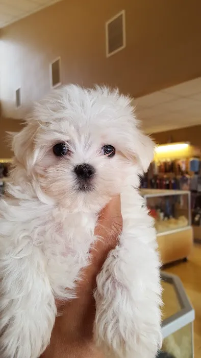 Perfect Pets Picture 5