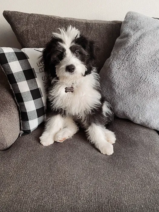 Perfect Pets Picture 9