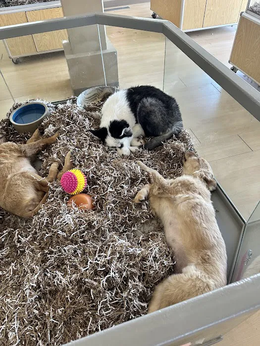 Perfect Pets Picture 10