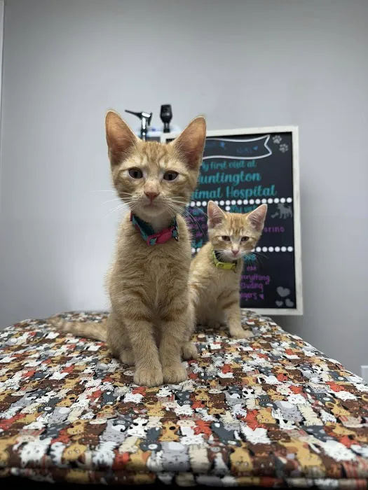 Huntington Animal Hospital Picture 2