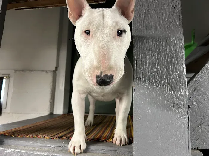 Huntington Animal Hospital Picture 3