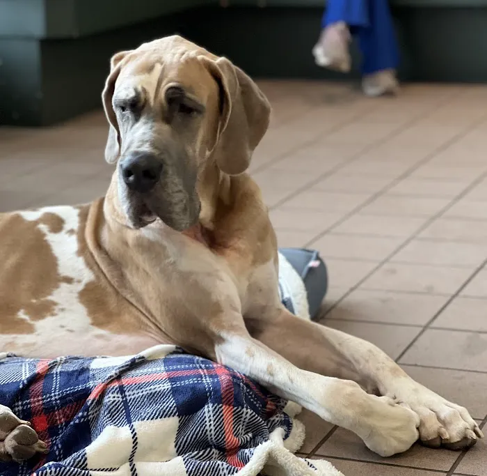 Huntington Animal Hospital Picture 5