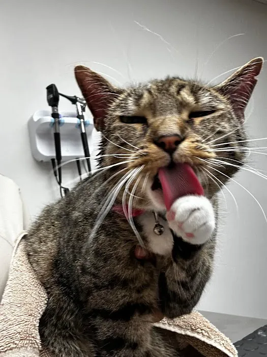 Huntington Animal Hospital Picture 1