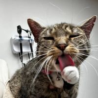 Huntington Animal Hospital ico