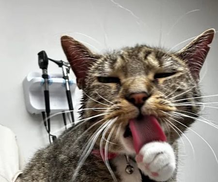 Huntington Animal Hospital