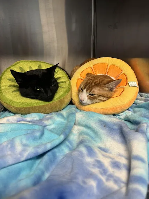 Huntington Animal Hospital Picture 10