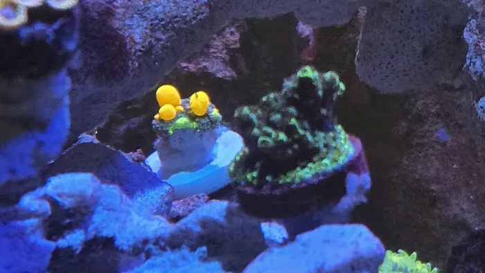 Fins Up Reef Co. Picture 4