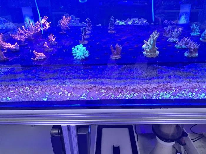 Fins Up Reef Co. Picture 7