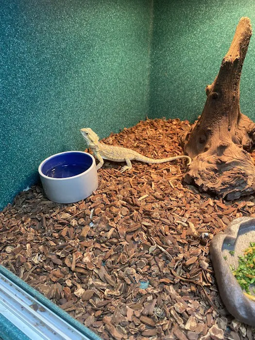 Scales 'N Tails Aurora Picture 4