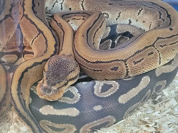 Nature Box Pet Emporium Picture 4