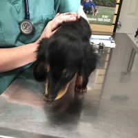 The Animal center LI ico