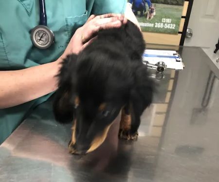 The Animal center LI