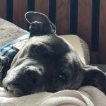 Nassau-Suffolk Animal Hospital
