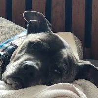 Nassau-Suffolk Animal Hospital ico