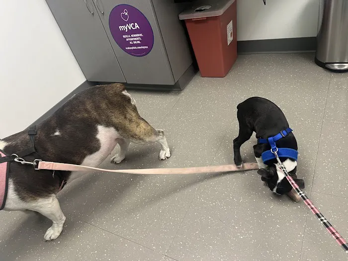 Nassau-Suffolk Animal Hospital Picture 2