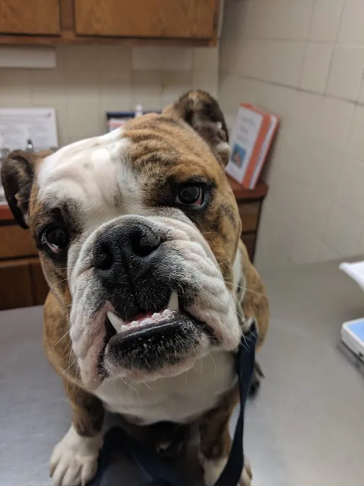 Nassau-Suffolk Animal Hospital Picture 5