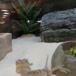 Petco