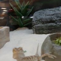 Petco ico