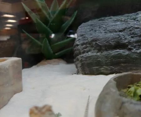 Petco