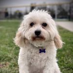 BEST VET 2025/LI’s #1 Home Pet Euthanasia/Pet Hospice Veterinarian, Dr. Alexis, Comforted Companions®️Veterinary Care