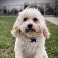 BEST VET 2025/LI’s #1 Home Pet Euthanasia/Pet Hospice Veterinarian, Dr. Alexis, Comforted Companions®️Veterinary Care ico
